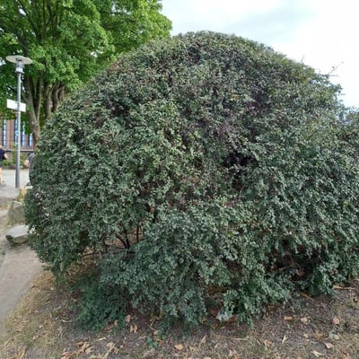 Cotoneaster acutifolius — habit