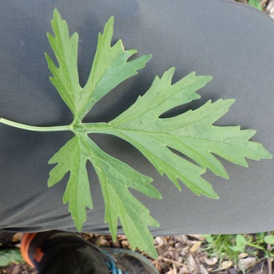 Leonurus japonicus — leaf