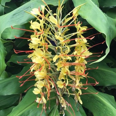 Hedychium gardnerianum — flower