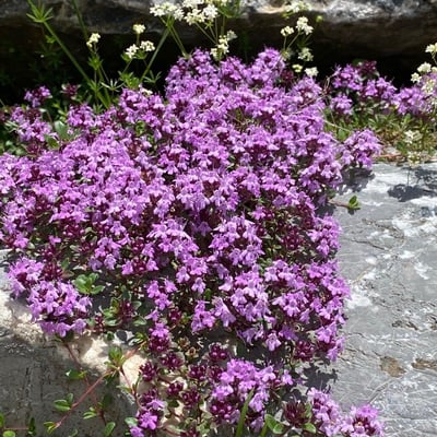 Thymus praecox — flower