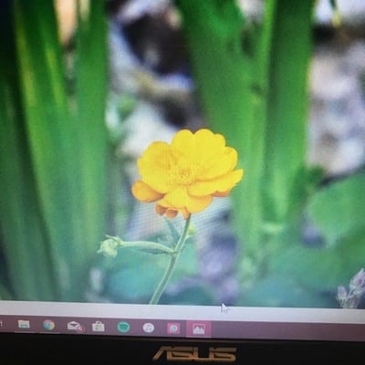 Ranunculus californicus — flower