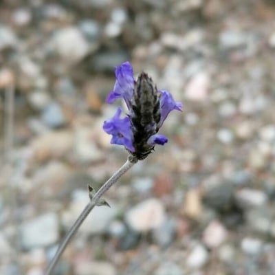 Lavandula multifida — flower