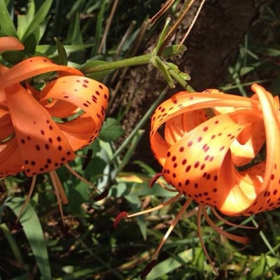 Lilium lancifolium — flower
