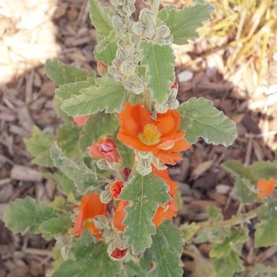Sphaeralcea ambigua — flower
