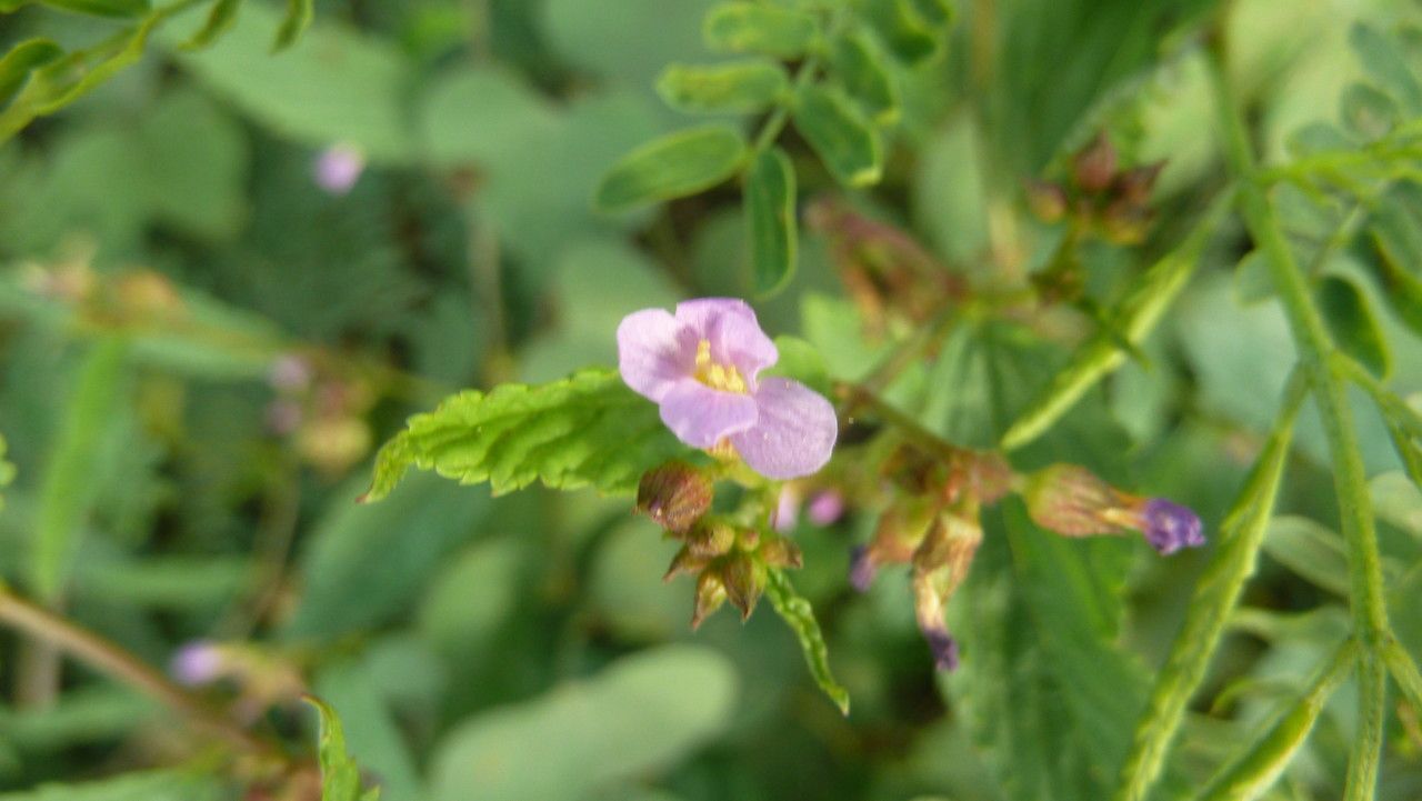 Pyramidflower