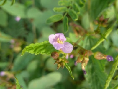 Pyramidflower