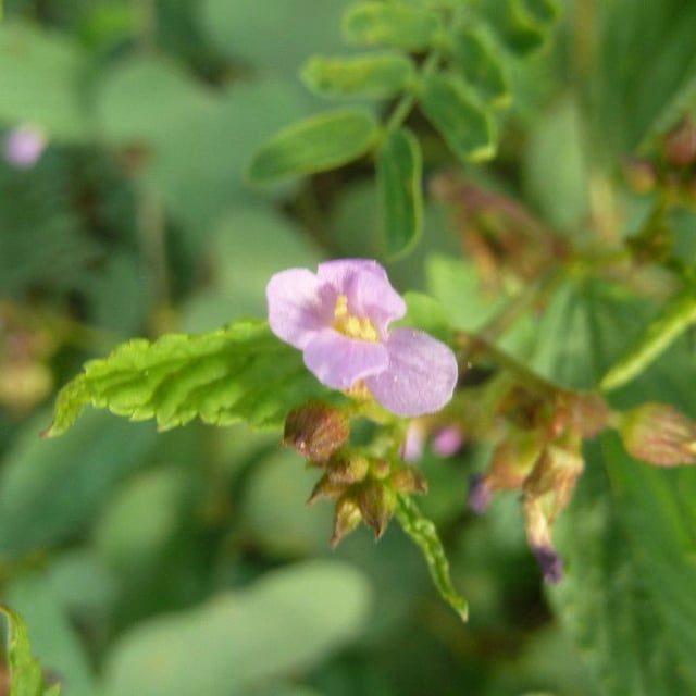 Melochia pyramidata — flower