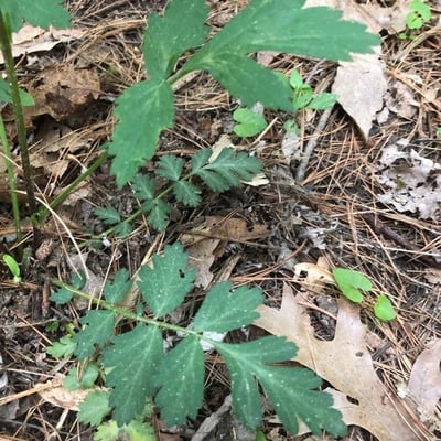 Geum canadense — flower