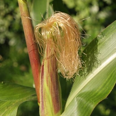Zea mays — flower
