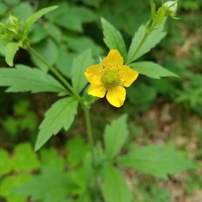 Geum aleppicum — flower