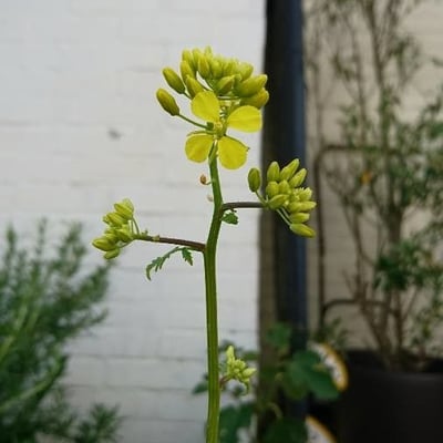 Sinapis alba — flower