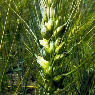 Triticum turgidum — flower