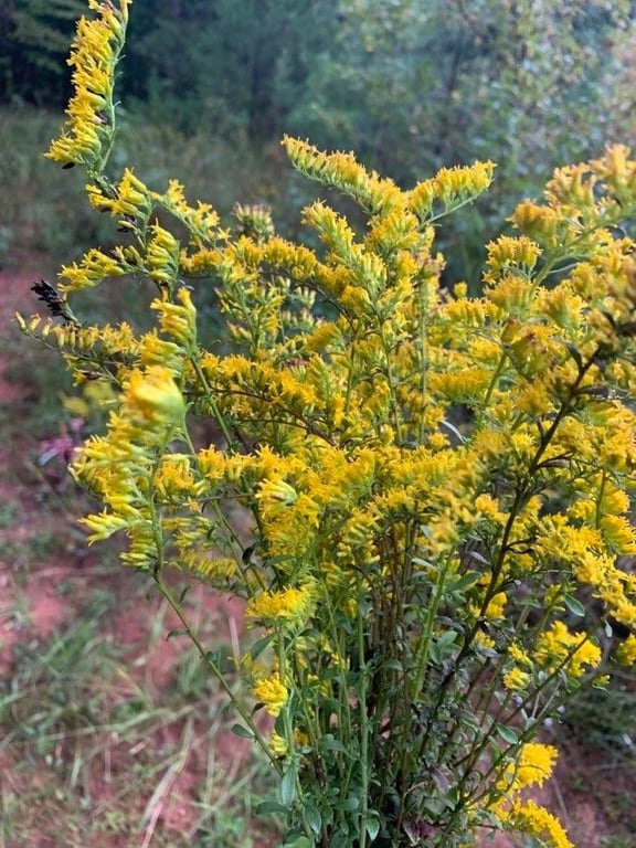 Sweet goldenrod