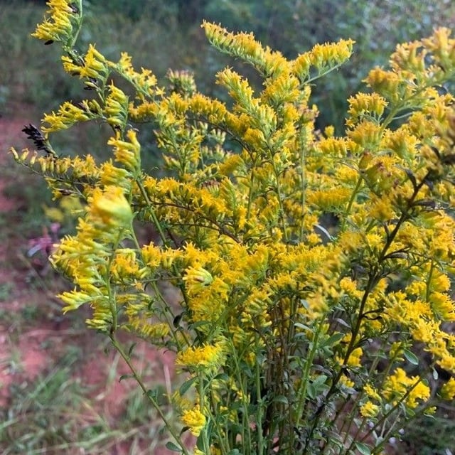 Sweet goldenrod