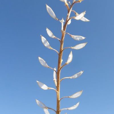 Lepidium nitidum — flower