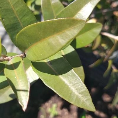 Blepharocalyx salicifolius — leaf