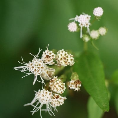 Chromolaena odorata — flower