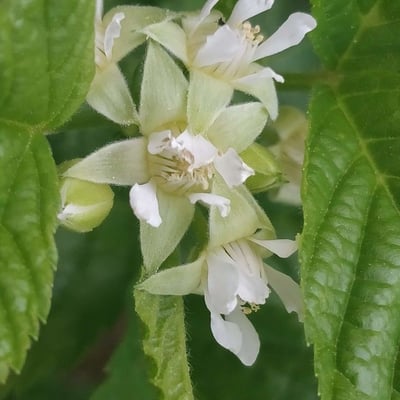 Rubus saxatilis — flower