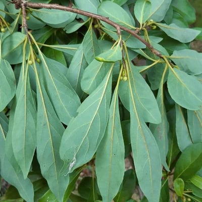 Lindera erythrocarpa — leaf