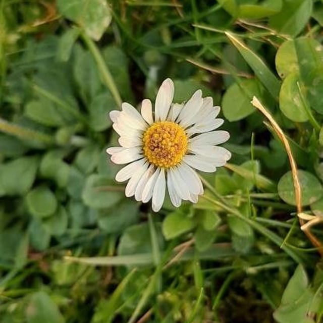 Bellis annua — flower
