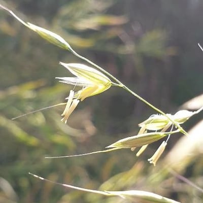 Avena strigosa — flower