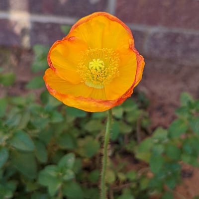 Papaver cambricum — flower