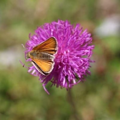 Carduus defloratus — flower
