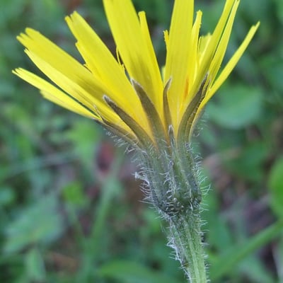Scorzoneroides pyrenaica — flower