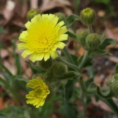 Andryala integrifolia — flower