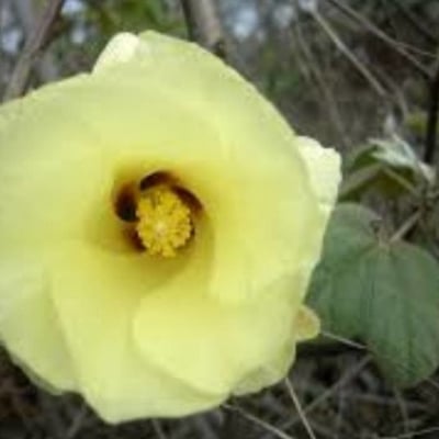 Gossypium barbadense — flower