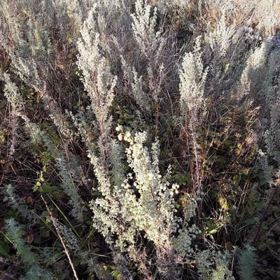 Artemisia pontica — flower