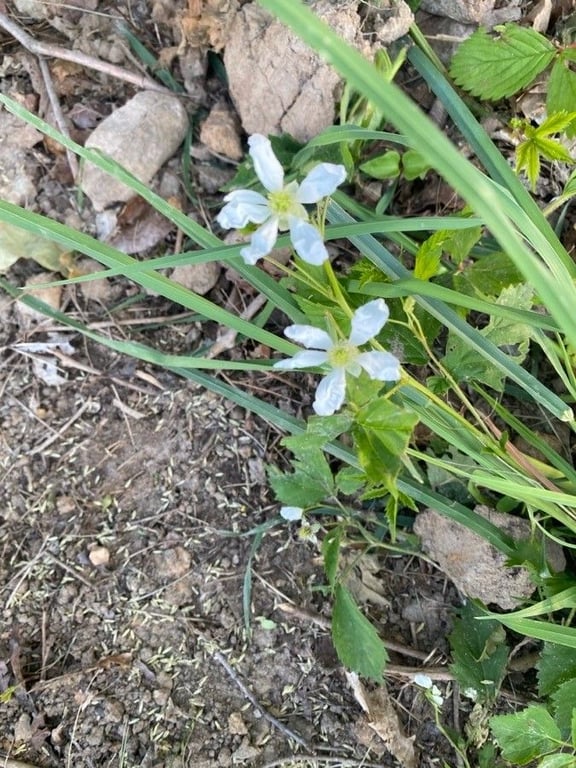 Southern dewberry
