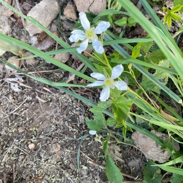 Rubus trivialis — flower