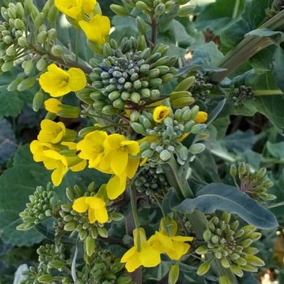 Brassica napus — flower