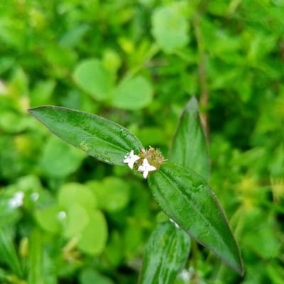 Spermacoce remota — flower