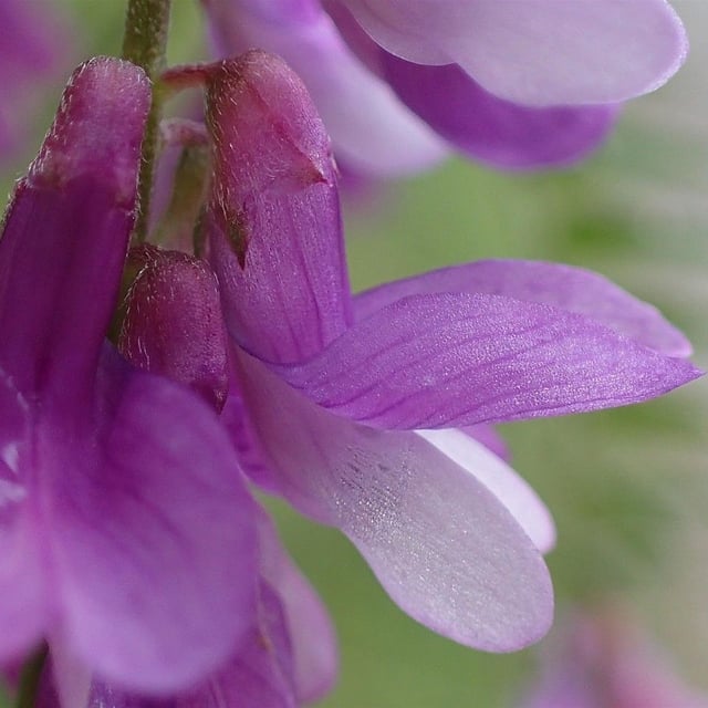 Vicia tenuifolia — flower