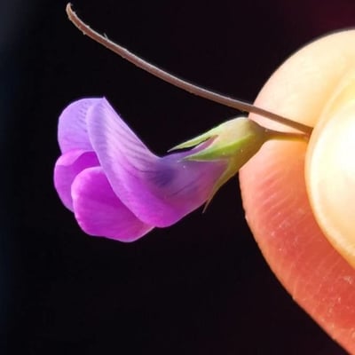 Lathyrus hirsutus — flower