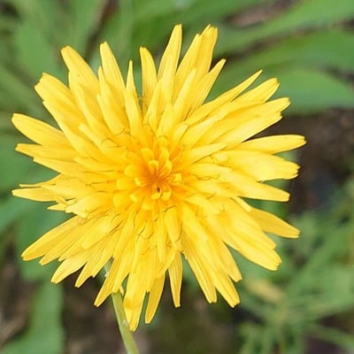 Reichardia picroides — flower