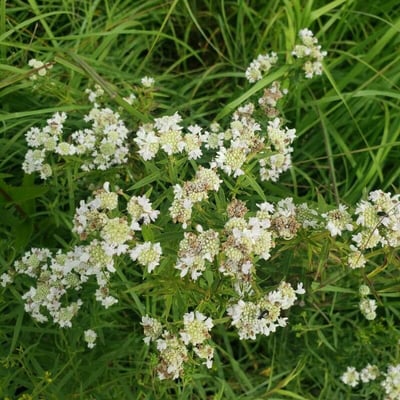 Pycnanthemum tenuifolium — flower