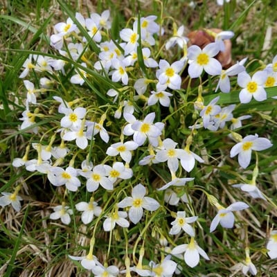 Houstonia caerulea — flower