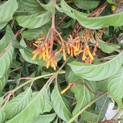 Hamelia patens — flower