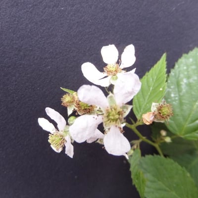 Rubus plicatus — flower