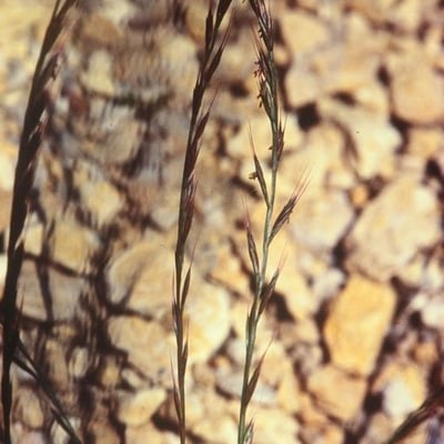 Vulpia unilateralis — flower