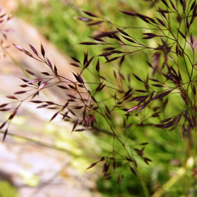 Calamagrostis villosa — flower