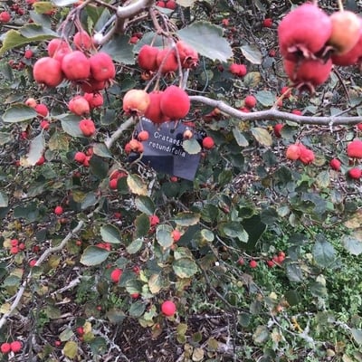 Crataegus chrysocarpa — fruit