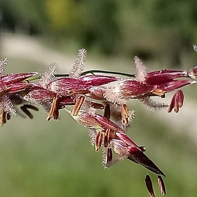 Sorghum halepense — flower