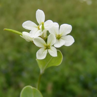 Conringia orientalis — flower