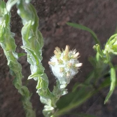 Filago germanica — flower