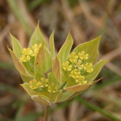 Bupleurum baldense — flower