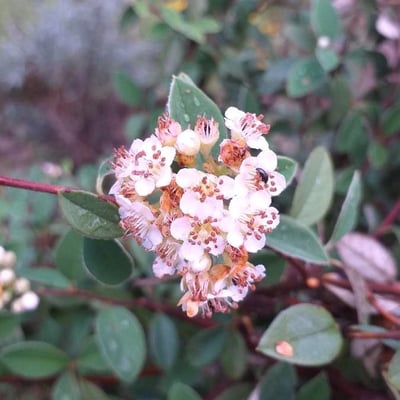 Cotoneaster integerrimus — flower
